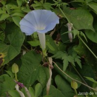 Ipomoea nil (L.) Roth